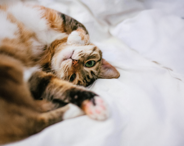 A brown, black, and white tabby cat lies on its side on a white bed, looking up with green eyes. Its front paw is stretched out towards the camera, and its body appears relaxed and comfortable.
